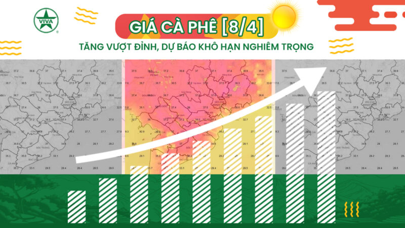 [Tin 8/4] GIÁ CÀ PHÊ TĂNG MẠNH, DỰ BÁO KHÔ HẠN TẠI TÂY NGUYÊN