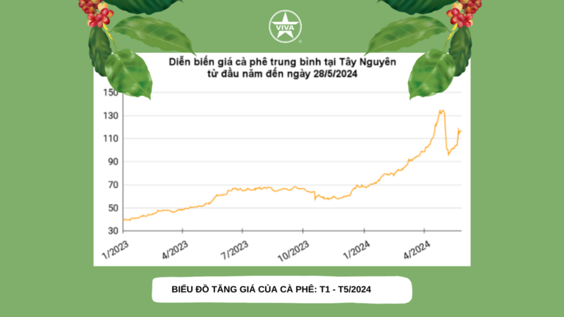 [28/5] ĐỈNH GIÁ CÀ PHÊ TĂNG CAO, ĐỈNH ĐIỂM NỖI BUỒN NÔNG DÂN