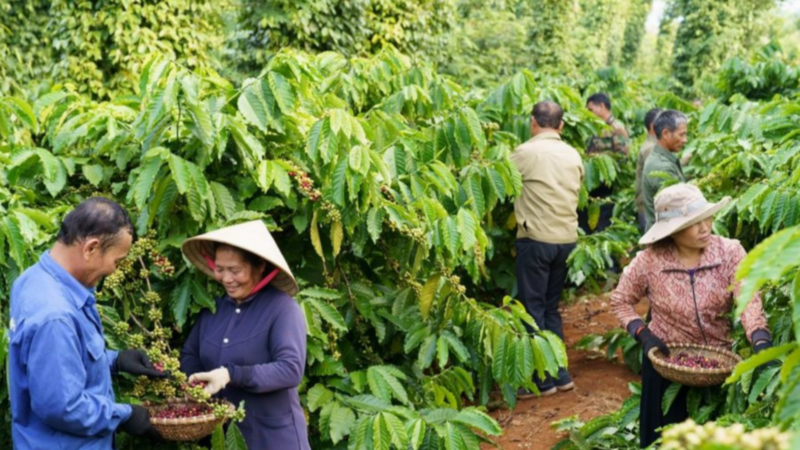 CÀ PHÊ SAU CƠN MƯA